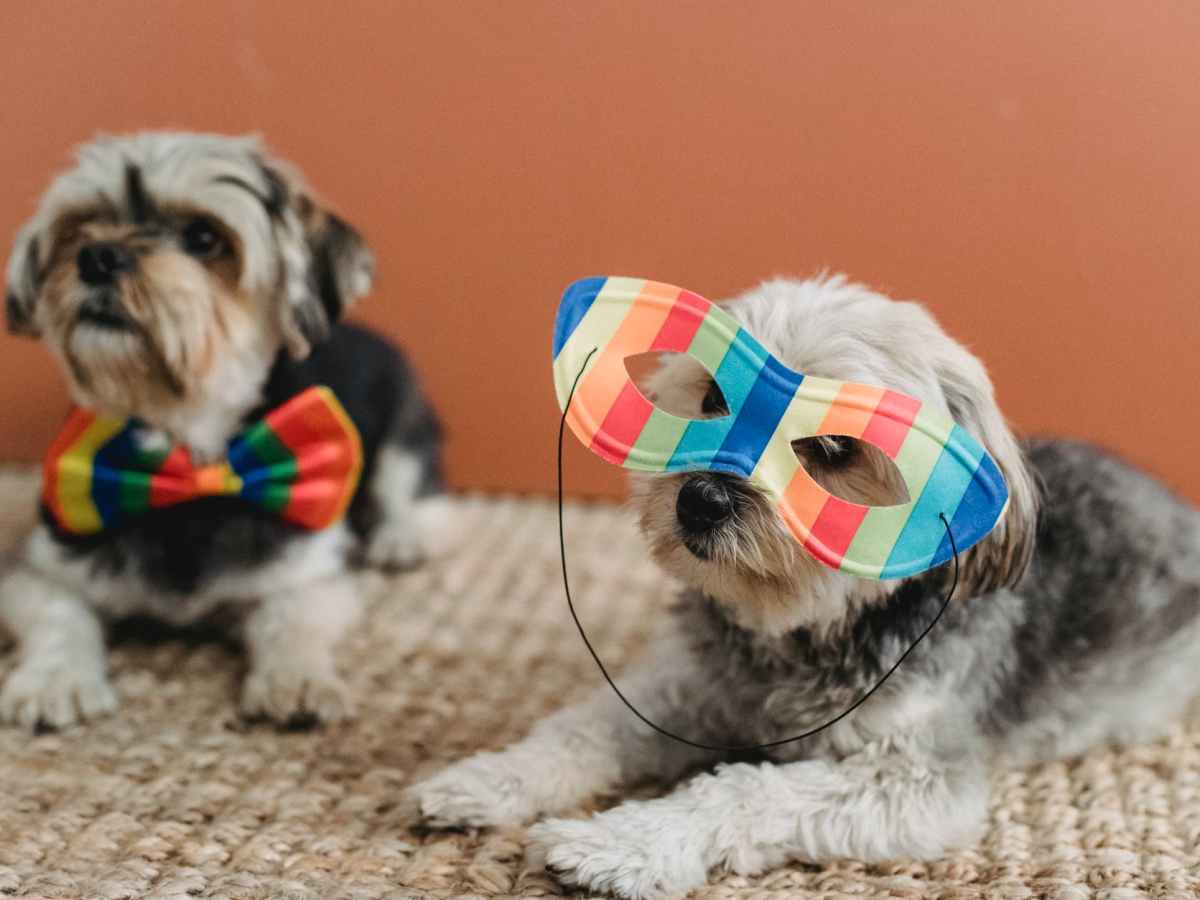 10 Dog Accessories Every Dog Owner Needs